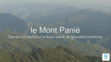 le mont panie, dernier combat pour le kaori sacré de Nouvelle-Calédonie